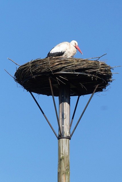 Free download stork nest stork s nest bird free picture to be edited with GIMP free online image editor