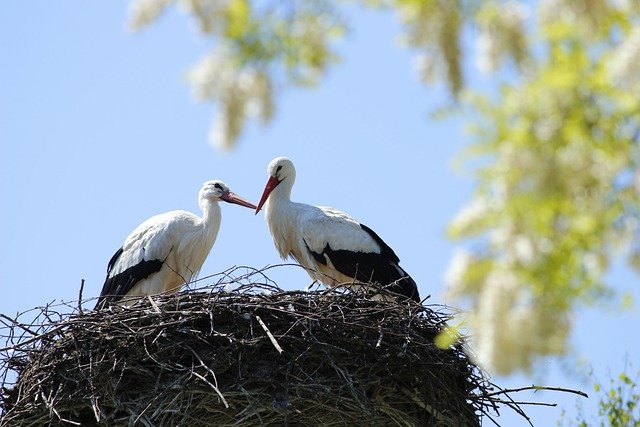 Free download storks birds animals nest free picture to be edited with GIMP free online image editor