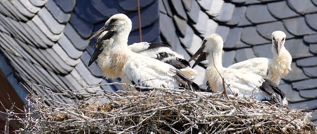 Free download storks birds bird nest white storks free picture to be edited with GIMP free online image editor