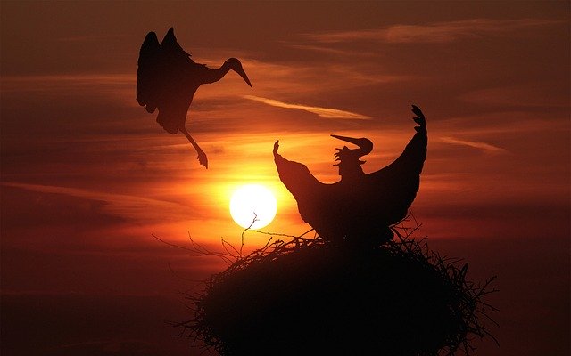 Free download Storks Nest Sunset -  free photo or picture to be edited with GIMP online image editor