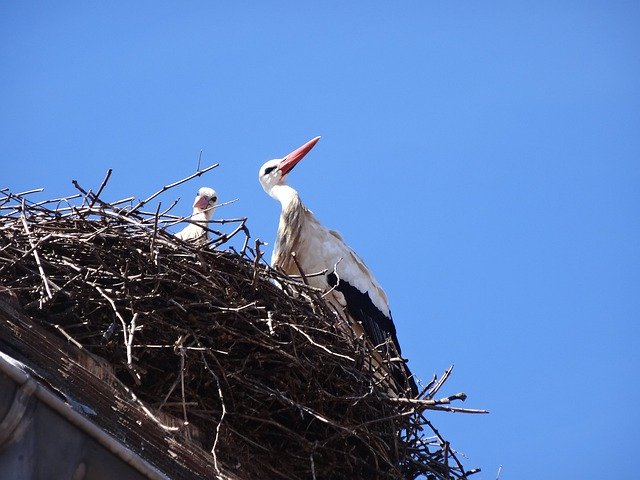 Free download Stork Storchennest Storks -  free photo or picture to be edited with GIMP online image editor