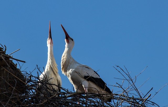 Free download Stork Storks Bird -  free photo or picture to be edited with GIMP online image editor