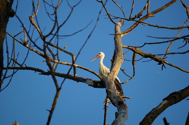 Free download Stork Tree Nature -  free photo or picture to be edited with GIMP online image editor