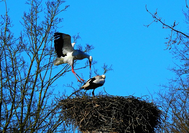 Free download stork wading bird animal wing free picture to be edited with GIMP free online image editor