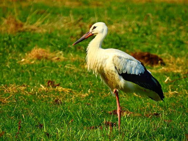 Free download stork wading bird wildlife bird free picture to be edited with GIMP free online image editor