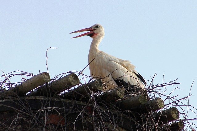 Free download Stork White Bird -  free photo or picture to be edited with GIMP online image editor