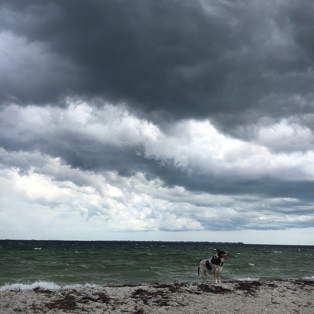 Free download Storm Dog On The Beach Clouds Gulf -  free photo or picture to be edited with GIMP online image editor