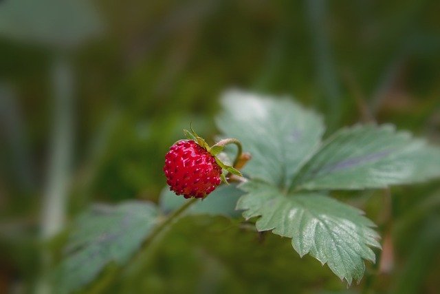 Free download Strawberry Fruit Berry -  free photo or picture to be edited with GIMP online image editor