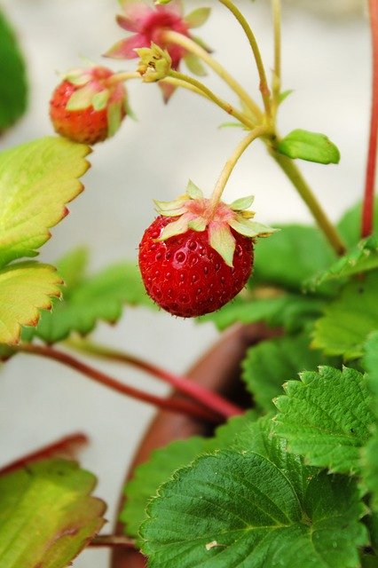 Free download Strawberry Fruit Foliage -  free photo or picture to be edited with GIMP online image editor