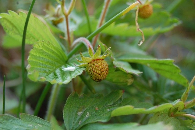 Free download Strawberry Green Immature -  free photo or picture to be edited with GIMP online image editor