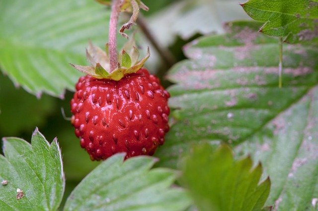 Free download Strawberry Wild Fruit -  free photo or picture to be edited with GIMP online image editor