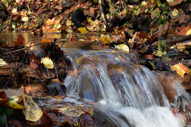 Free download stream brook water foliage forest free picture to be edited with GIMP free online image editor