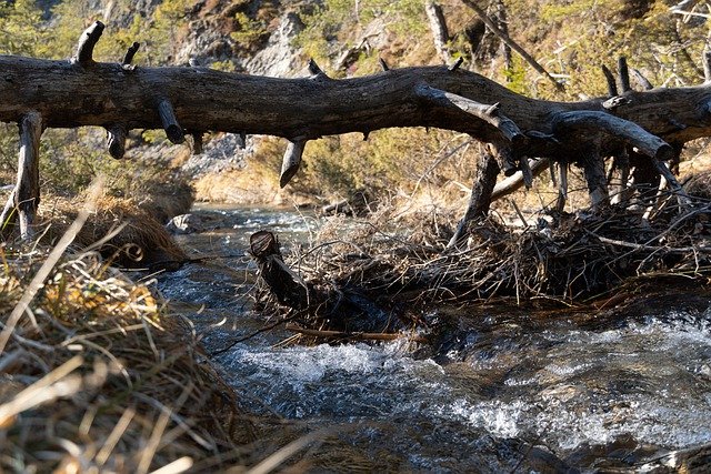 Free download stream forest river landscape free picture to be edited with GIMP free online image editor