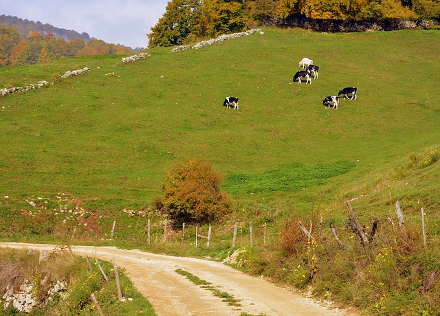 Free download street mountain excursion cow herd free picture to be edited with GIMP free online image editor