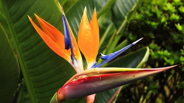 Free download Strelitzia Tailed Exotic -  free photo or picture to be edited with GIMP online image editor