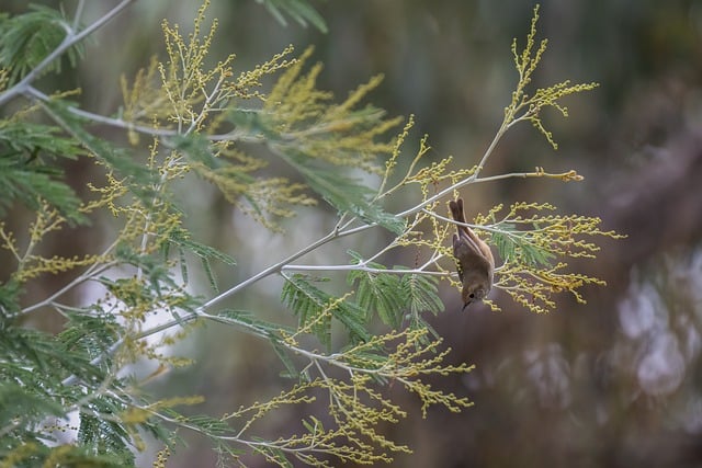 Free download striated thornbill thornbill bird free picture to be edited with GIMP free online image editor