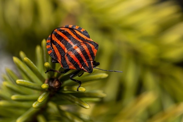 Free download striped bug italian striped bug free picture to be edited with GIMP free online image editor