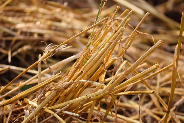 Free download stubble stubble field grain stubble free picture to be edited with GIMP free online image editor