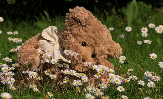 Free download stuffed toy bear teddy brown grass free picture to be edited with GIMP free online image editor