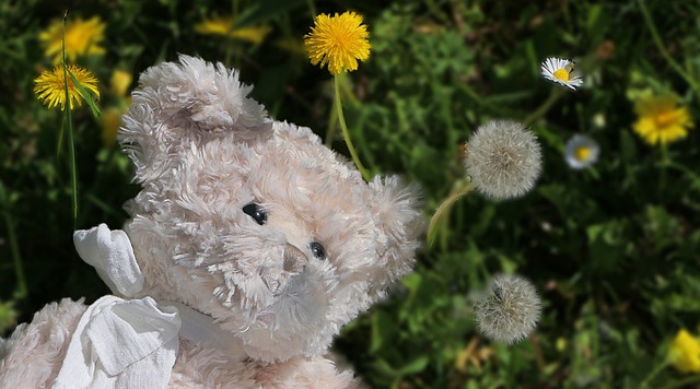 Free download stuffed toy bear teddy grass free picture to be edited with GIMP free online image editor