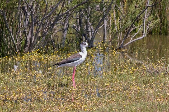 Free download Stylteløber Bird Wader -  free photo or picture to be edited with GIMP online image editor