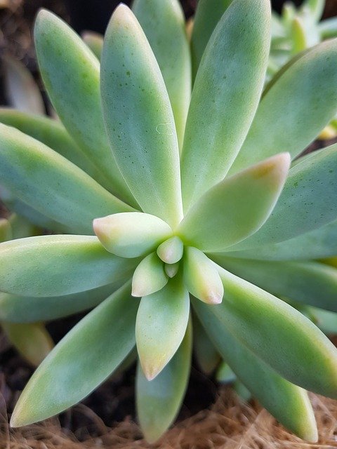 Free download Succulent Dry Plant -  free photo or picture to be edited with GIMP online image editor