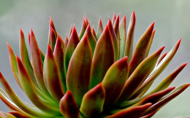 Free download succulent flora nature leaves free picture to be edited with GIMP free online image editor