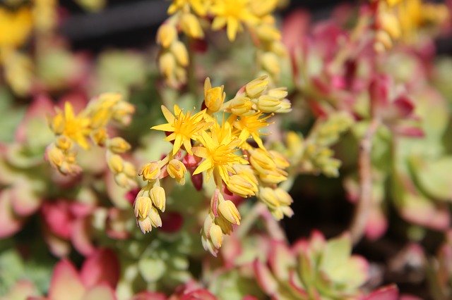 Free download Succulent Flowering -  free photo or picture to be edited with GIMP online image editor