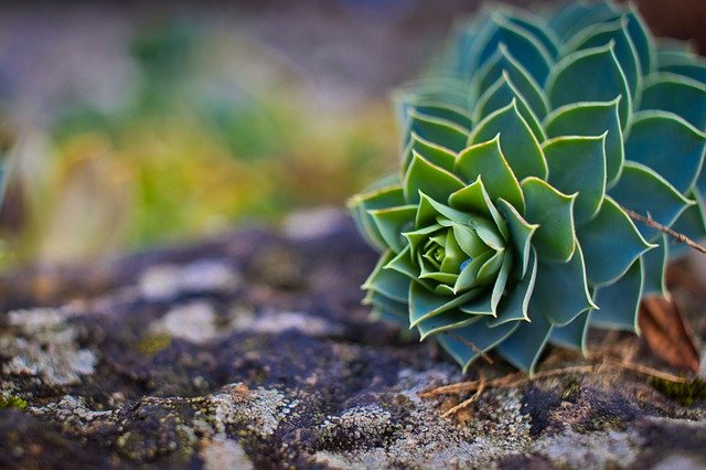 Free download succulent flower plant flora free picture to be edited with GIMP free online image editor