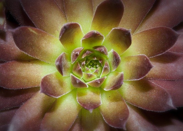 Free download Succulent Garden Nature -  free photo or picture to be edited with GIMP online image editor