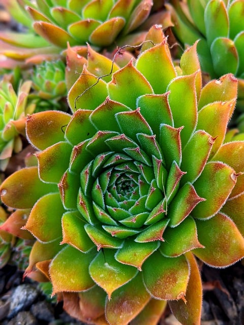 Free download Succulent House Leek Sempervivum -  free photo or picture to be edited with GIMP online image editor