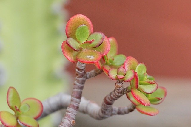 Free download Succulent Red Green Cactus -  free photo or picture to be edited with GIMP online image editor