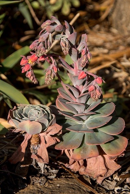 Free download Succulents Green Flowers -  free photo or picture to be edited with GIMP online image editor