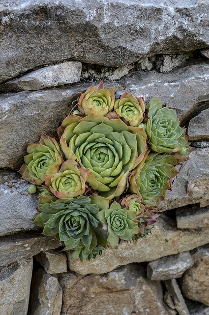 Free download Succulent Succulant Plant -  free photo or picture to be edited with GIMP online image editor