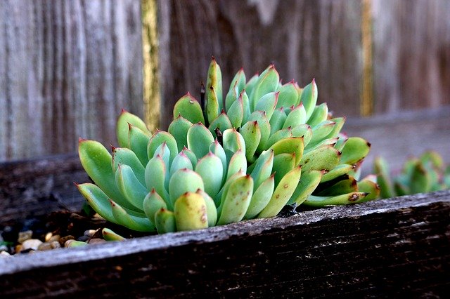 Free download Succulent Summer -  free photo or picture to be edited with GIMP online image editor