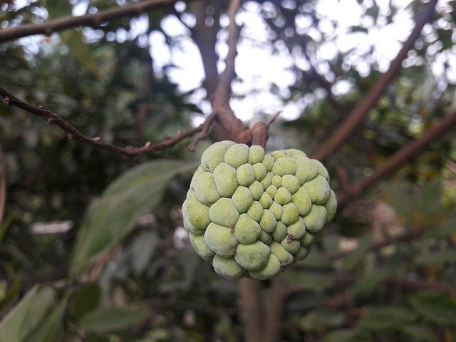 Free download Sugar Apple Custard -  free photo or picture to be edited with GIMP online image editor