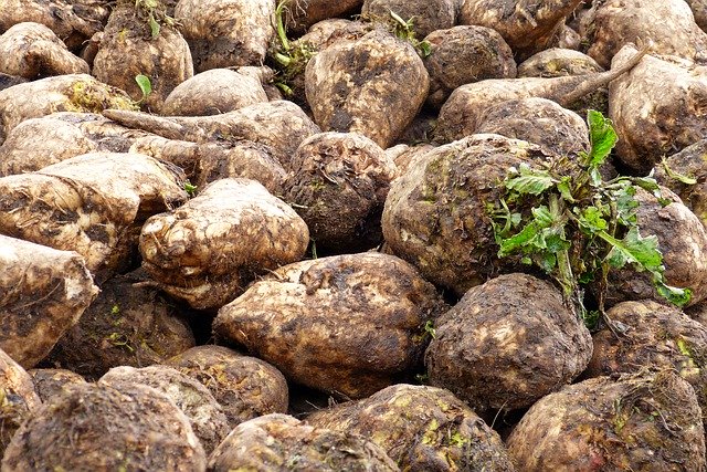 Free download Sugar Beet Turnip Harvest -  free free photo or picture to be edited with GIMP online image editor