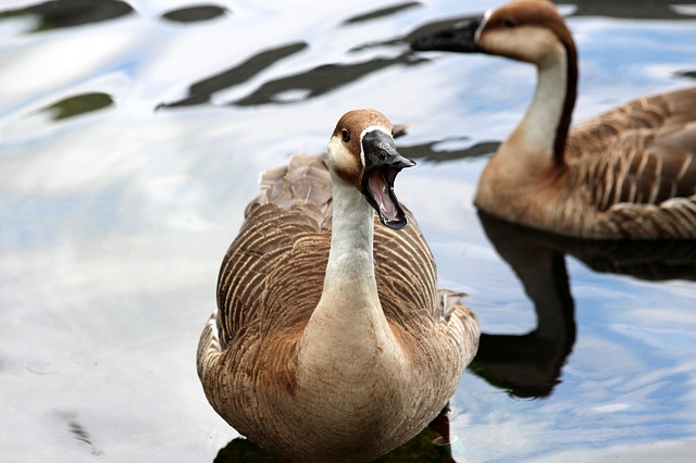 Free download sukhonos goose bird anser cygnoides free picture to be edited with GIMP free online image editor