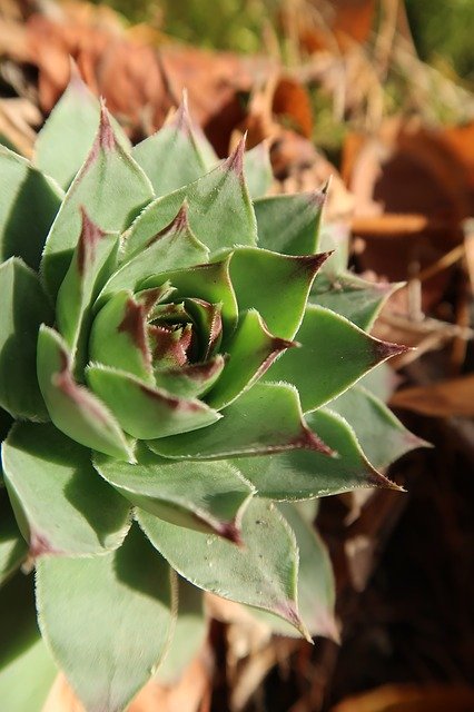 Free download Sukulent Plant Succulents -  free photo or picture to be edited with GIMP online image editor