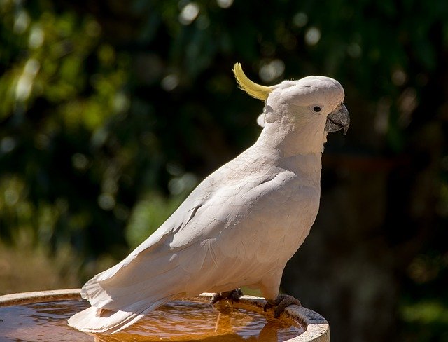 Free download Sulphur Crested Cockatoo Parrot -  free photo or picture to be edited with GIMP online image editor