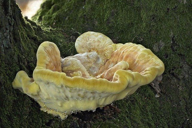 Free download Sulphur Ovinus Reishi Tree Fungus -  free photo or picture to be edited with GIMP online image editor