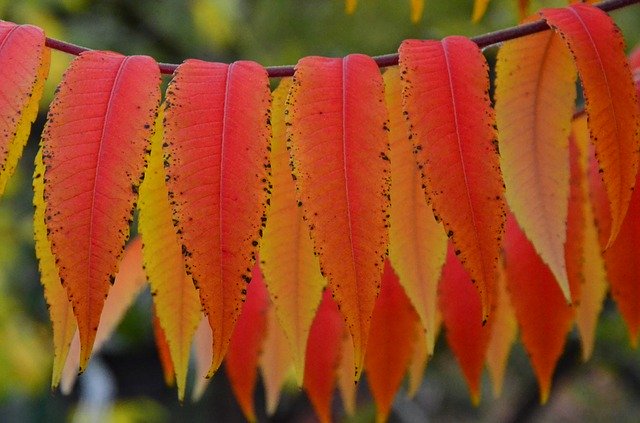 Free download Sumac Octowiec Autumn Colors -  free photo or picture to be edited with GIMP online image editor