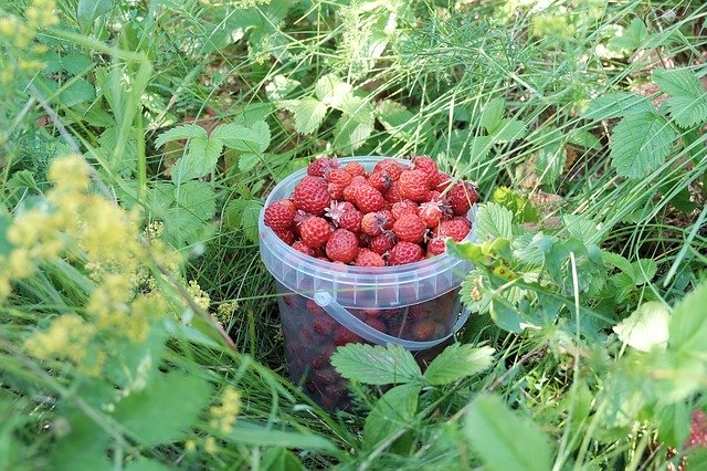 Free download Summer Berry Harvest -  free photo or picture to be edited with GIMP online image editor