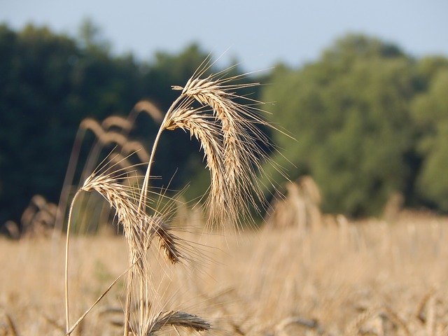 Free download Summer Cereal Field -  free photo or picture to be edited with GIMP online image editor