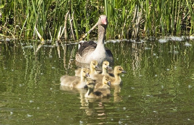 Free download Summer Goose Geese -  free photo or picture to be edited with GIMP online image editor