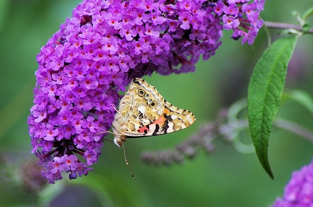 Free download Summer Lilac Butterfly Nature -  free photo or picture to be edited with GIMP online image editor