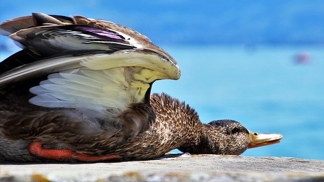 Free download summer rest duck bird relaxation free picture to be edited with GIMP free online image editor