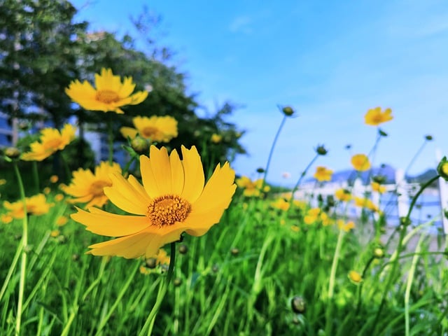 Free download summer sky flowers free picture to be edited with GIMP free online image editor