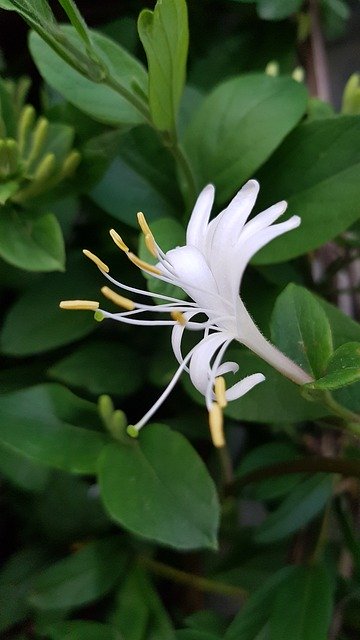 Free download Summer Spring Honeysuckle -  free photo or picture to be edited with GIMP online image editor