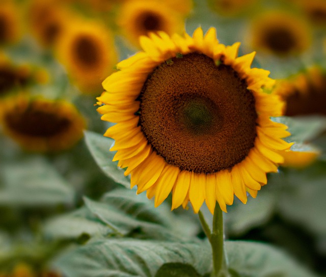 Free download summer sunflower flower plant free picture to be edited with GIMP free online image editor